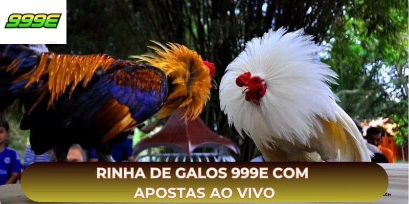 Rinha de galos 999E com apostas ao vivo